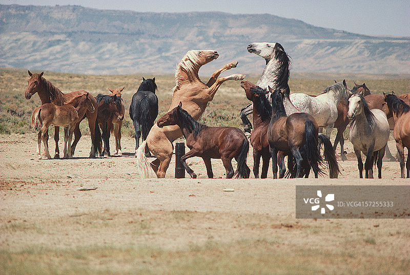 怀俄明州普赖尔山野生马群：两匹种马在马群中争斗。图片素材