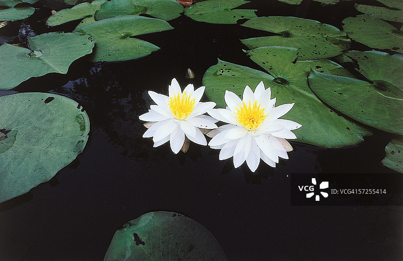 两朵芳香的睡莲被睡莲的花瓣围绕着。睡莲属辛癸酸甘油酯。佛罗里达。图片素材