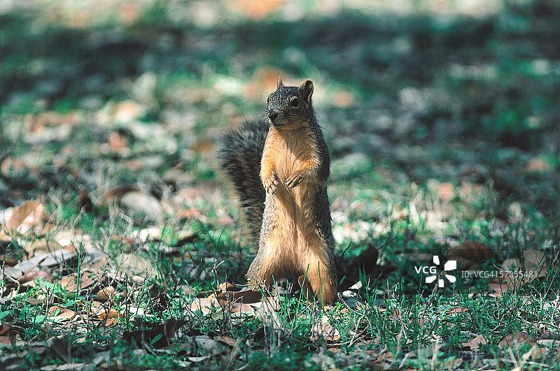 狐狸松鼠站立。北美洲的野生动物保护区图片素材
