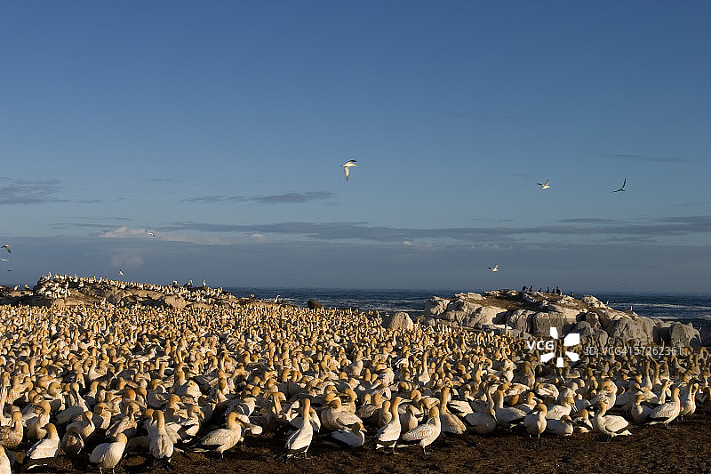 海角塘鹅，南非兰伯特湾鸟岛图片素材