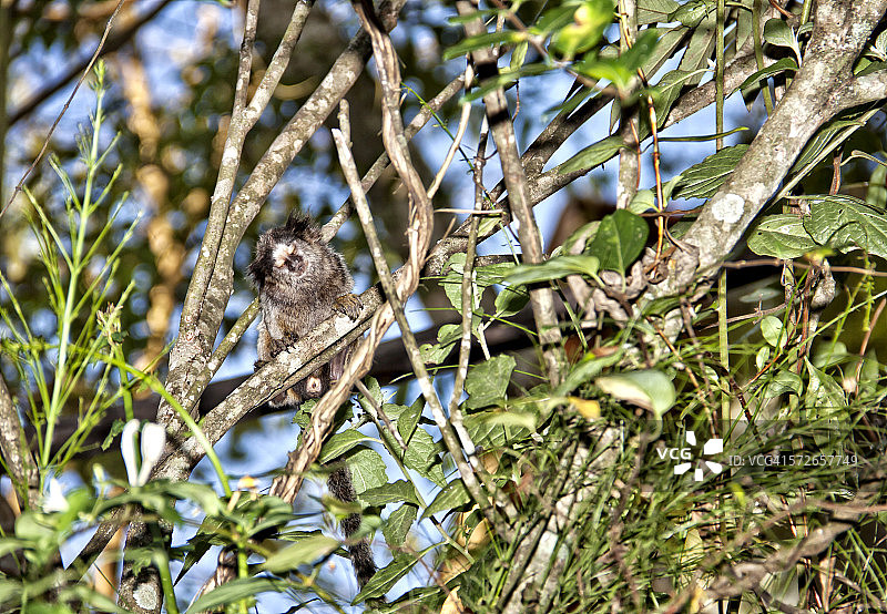 闭着眼睛的狨猴图片素材
