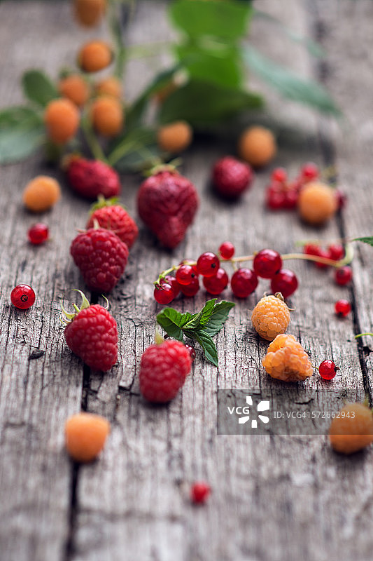 森林水果图片素材