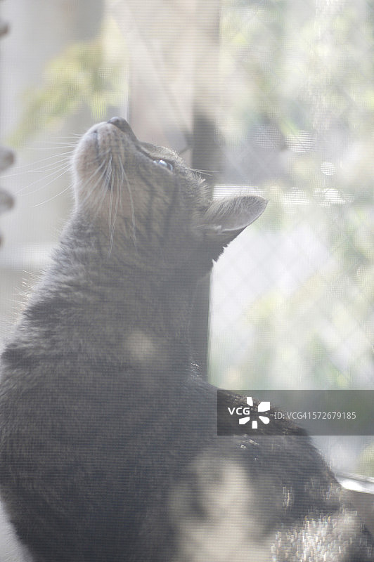 向上看的虎斑猫侧视图图片素材