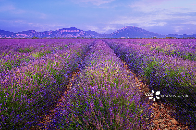 普罗旺斯薰衣草田黄昏景色图片素材