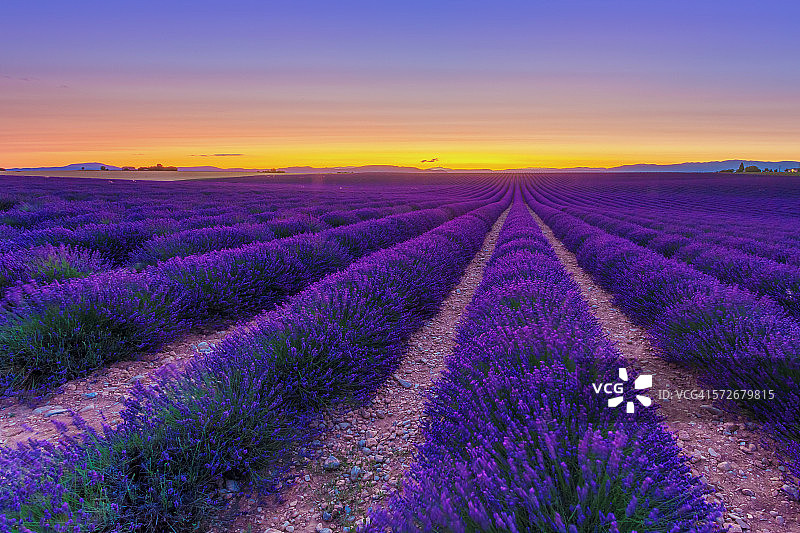 普罗旺斯薰衣草田黄昏景色图片素材