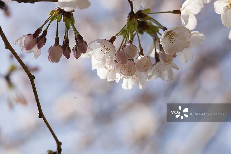 京都的粉色樱花图片素材