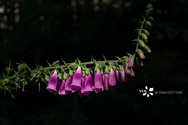 图林根州的毛地黄图片素材