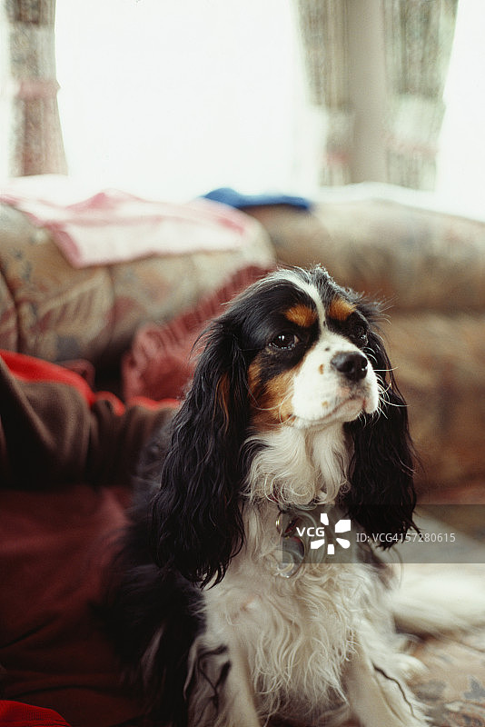 可卡犬特写图片素材