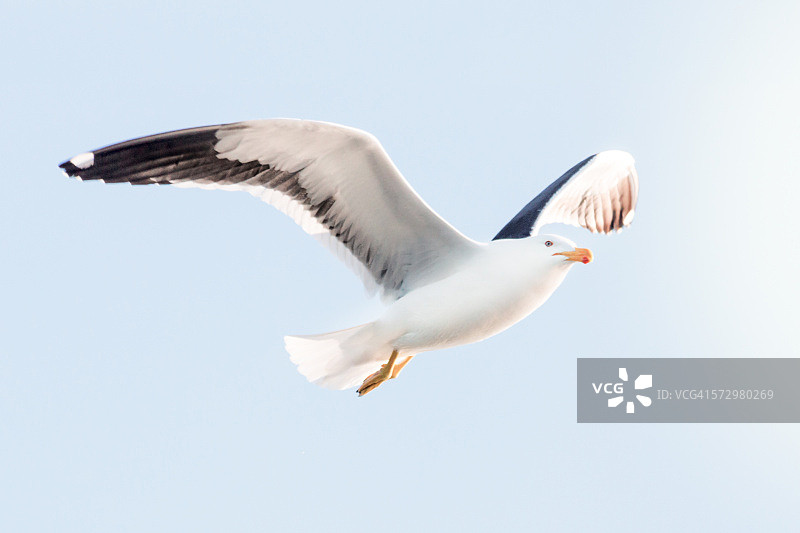 多米尼加海鸥，洛博斯岛图片素材