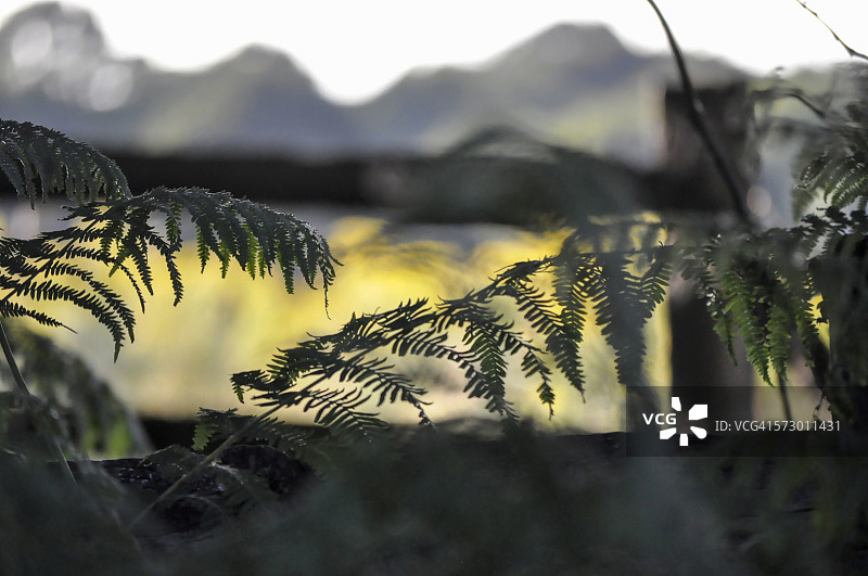 黄昏的柔和光线图片素材