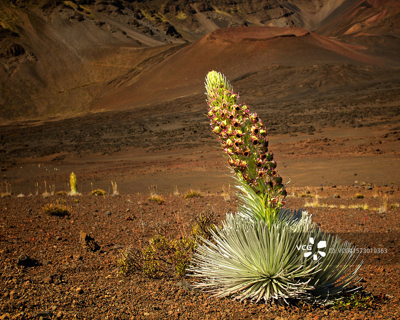 夏威夷茂宜岛哈雷阿卡拉银剑花图片素材