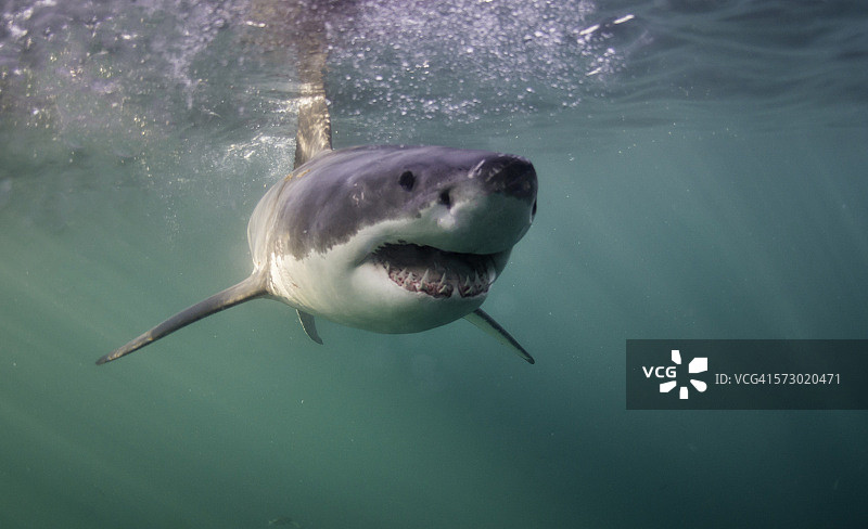 快乐的鲨鱼图片素材