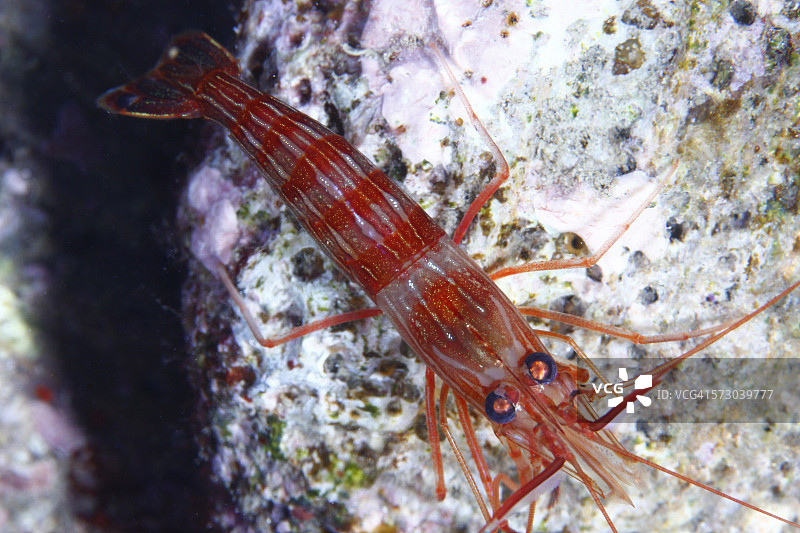 岩石上的毛虫特写镜头图片素材