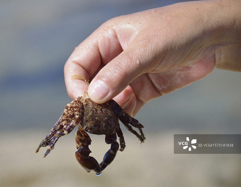 女人手拿死蟹图片素材
