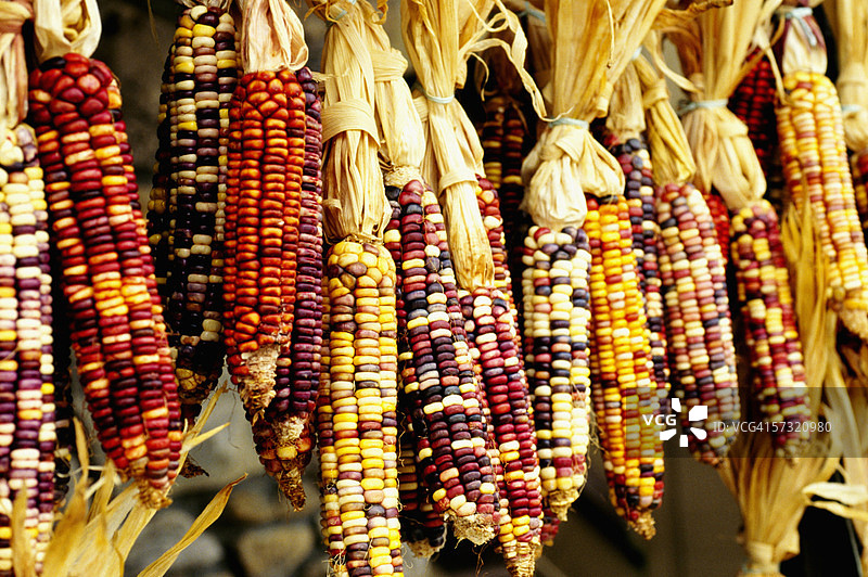 北卡罗来纳州切罗基商店里彩色印第安玉米的特写图片素材