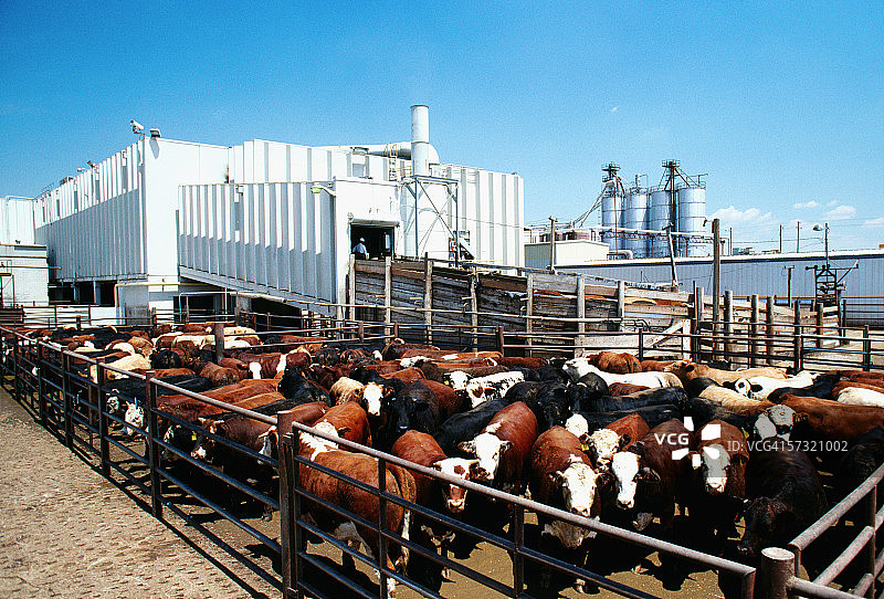 蒙福特牛肉，肉类加工厂，科罗拉多州格里利图片素材