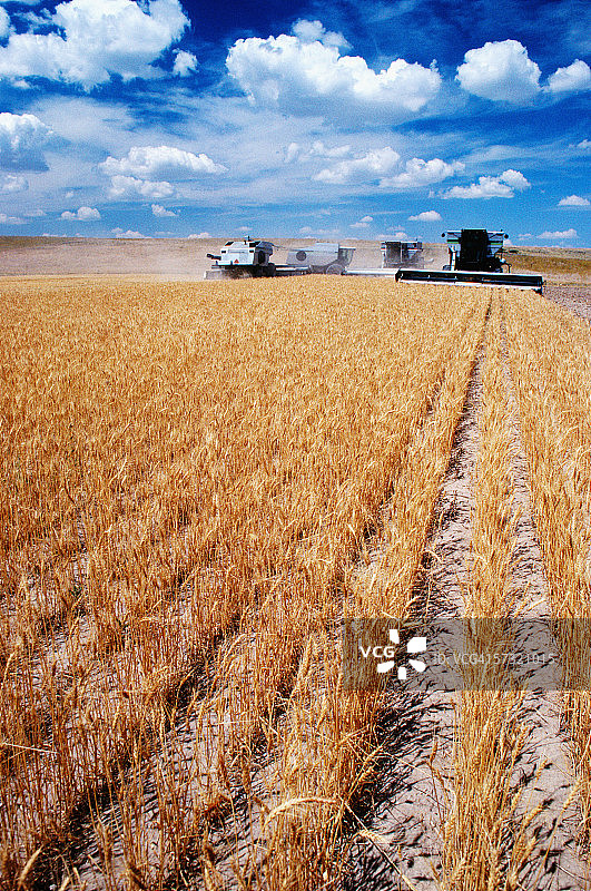 夏延附近收割小麦的定制收割机图片素材