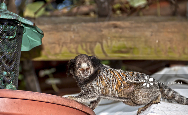 向下看的巴西狨猴图片素材