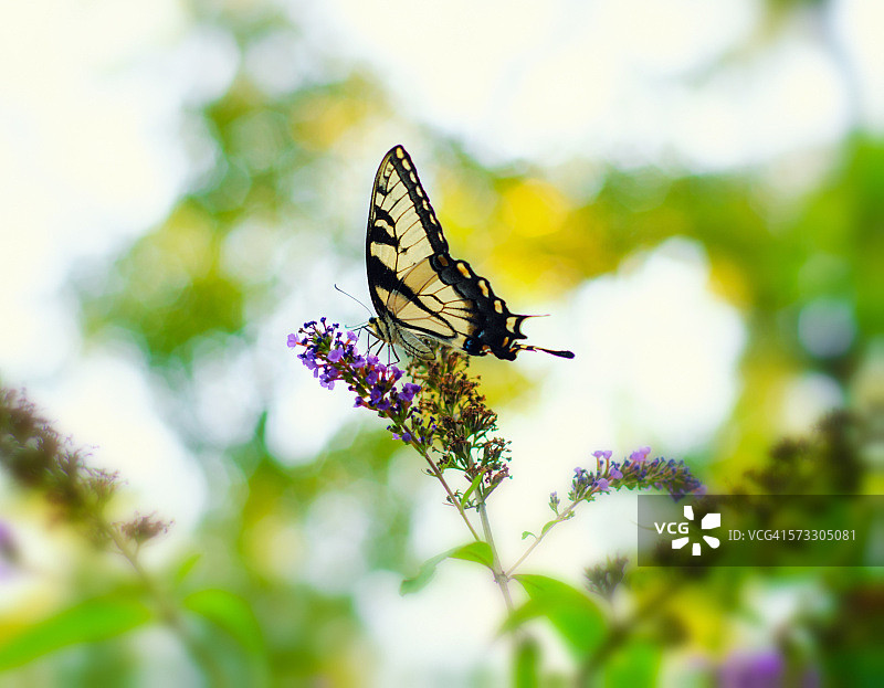 虎凤蝶停在野花上图片素材