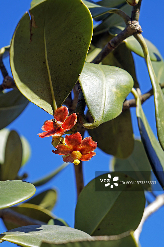 红色的 Clusia 花朵图片素材