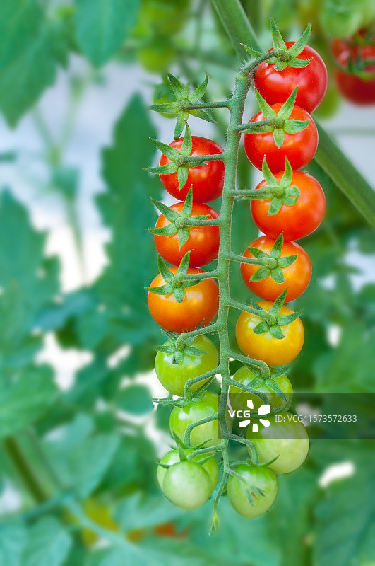 藤上成熟和未成熟的樱桃番茄图片素材