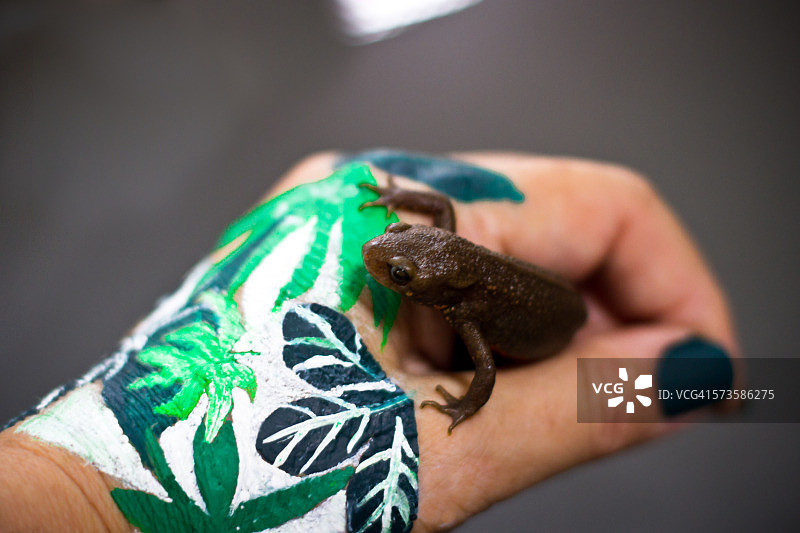 手上的蝾螈图片素材