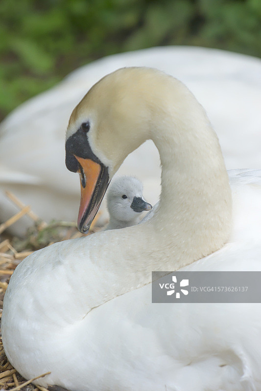 疣鼻天鹅和幼鸟图片素材
