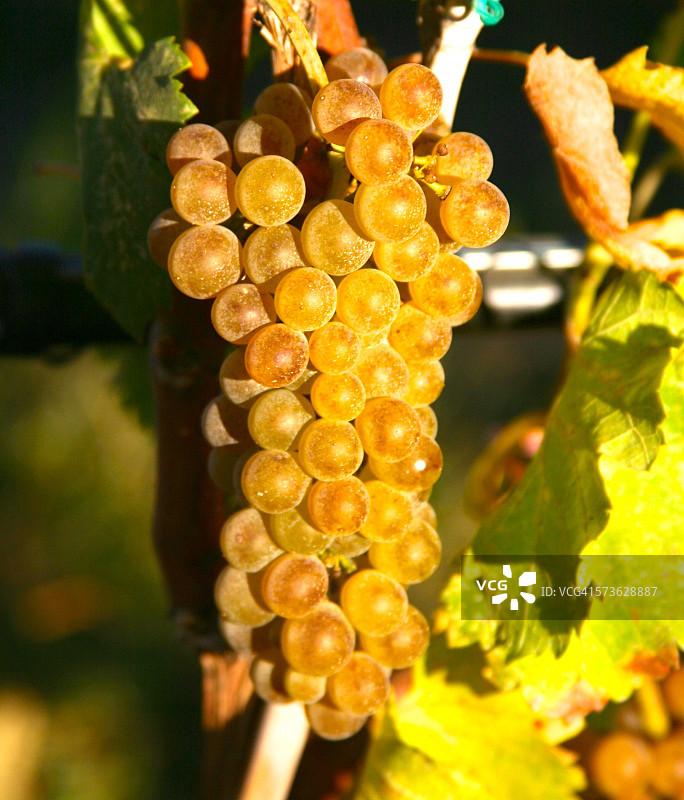 午后阳光下的成熟马尔萨讷葡萄图片素材
