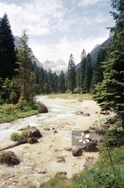 奥地利蒂罗尔，杉树环绕的山间溪流图片素材