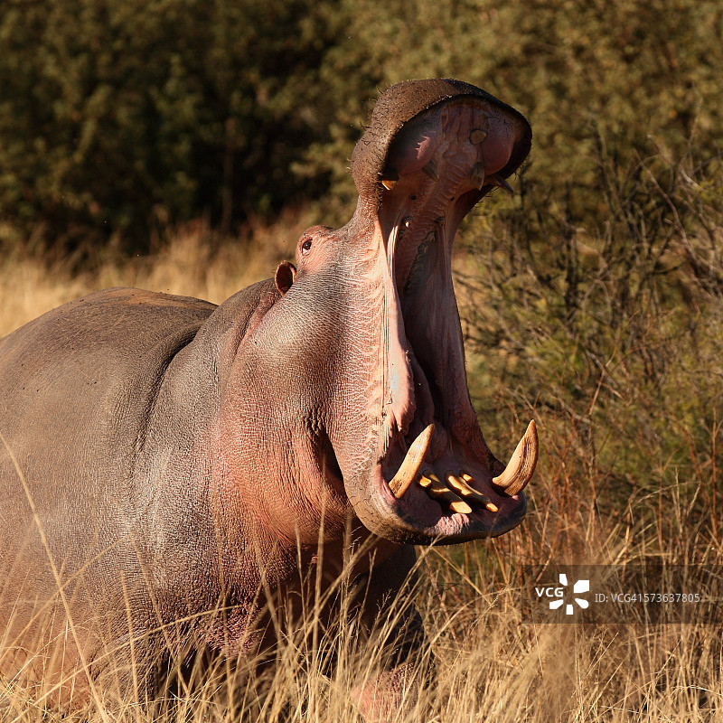 河马冲锋图片素材