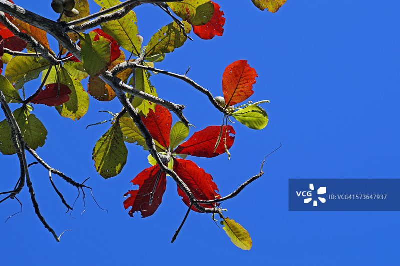 秋天的榄仁树叶图片素材