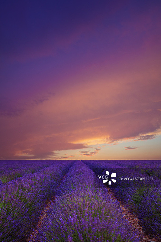 普罗旺斯薰衣草田黄昏景色图片素材