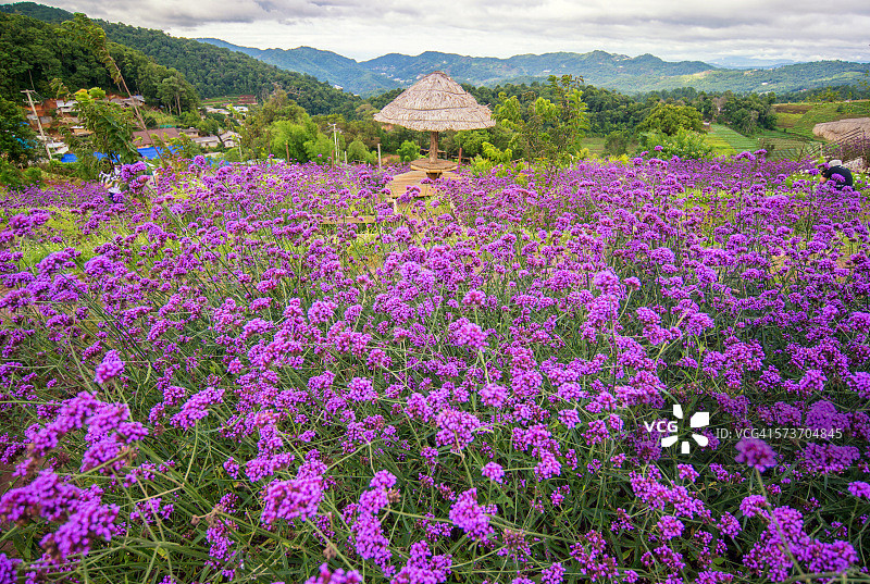 马鞭草花田图片素材