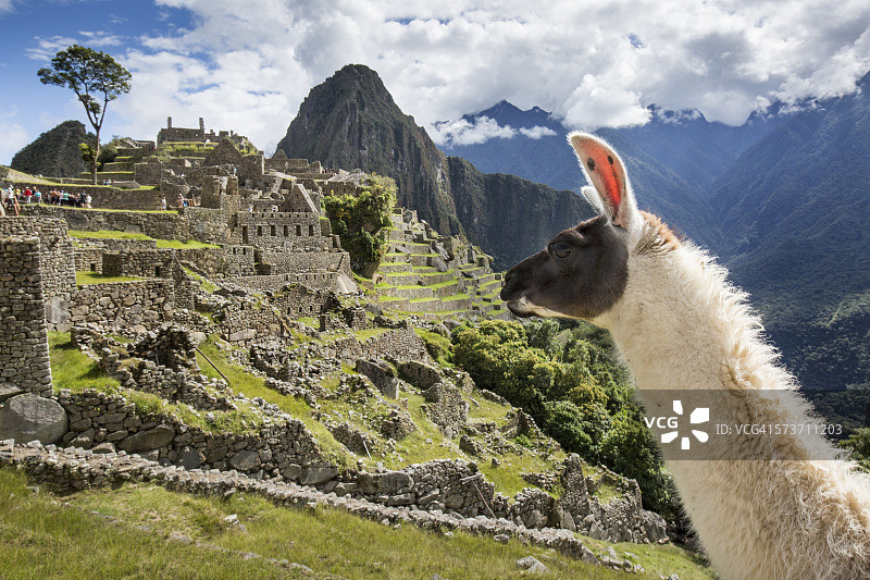 秘鲁马丘比丘的美洲驼图片素材