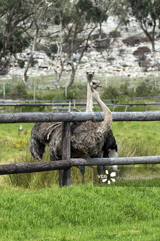 鸵鸟养殖场上的两只鸵鸟图片素材