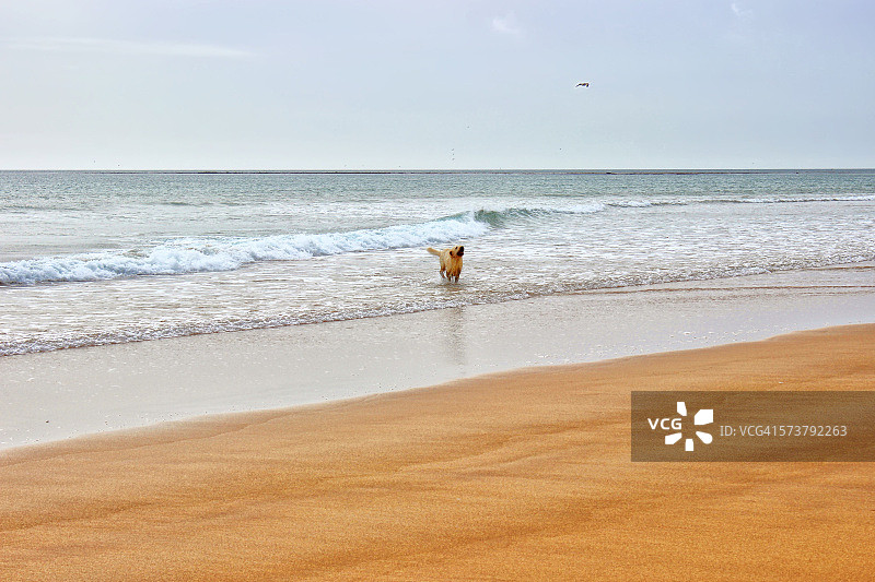 在海里玩耍的狗图片素材