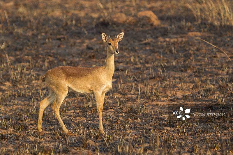 小羚羊图片素材