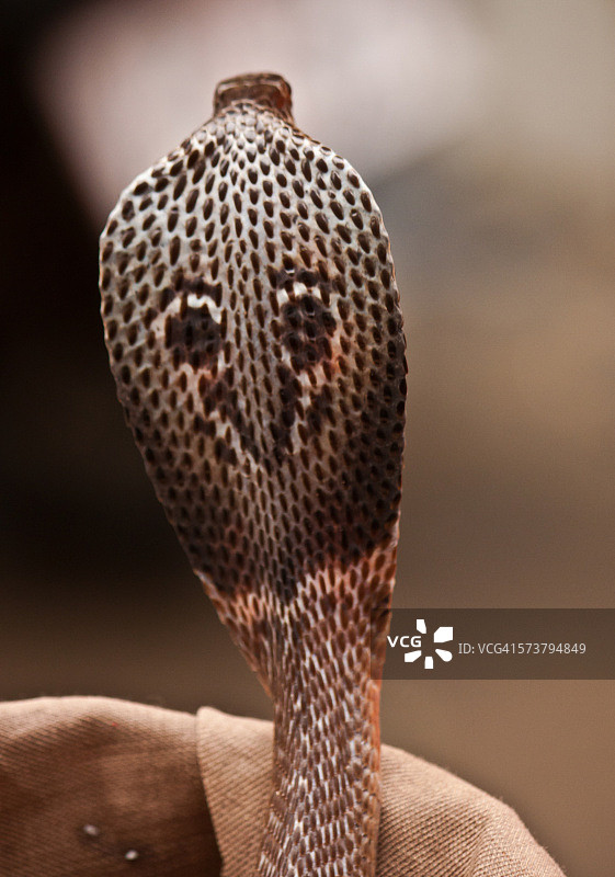 印度眼镜蛇图片素材