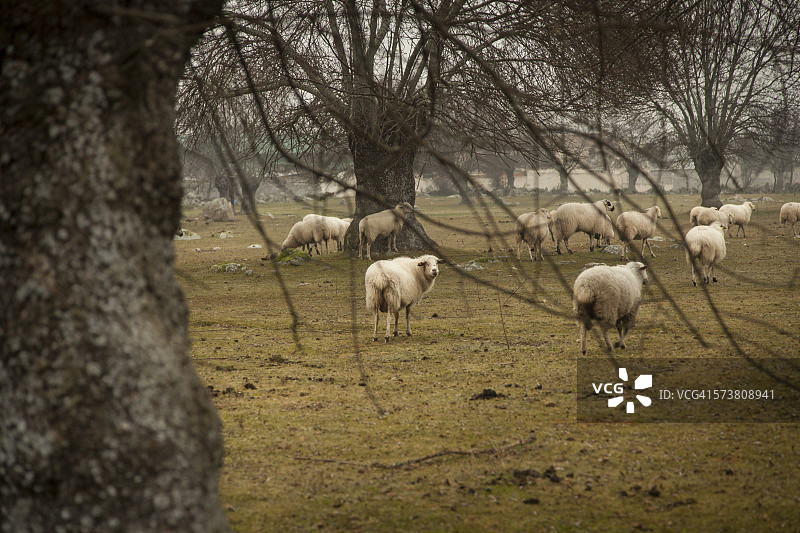莫拉尔萨萨尔的绵羊图片素材
