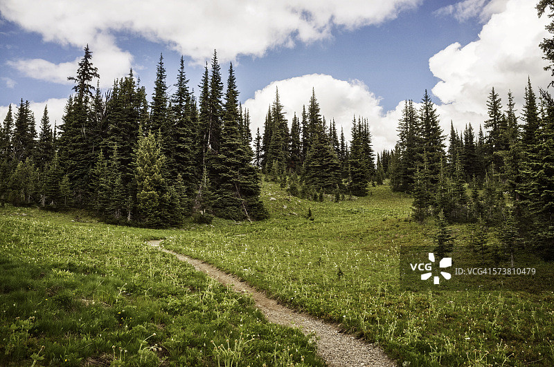 亚高山草甸上的矮树图片素材