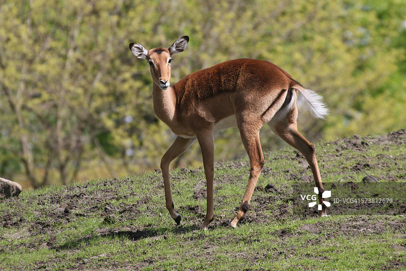 雌性黑斑羚图片素材