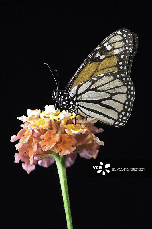 大帛斑蝶属图片素材