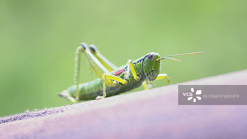 蚱蜢图片素材