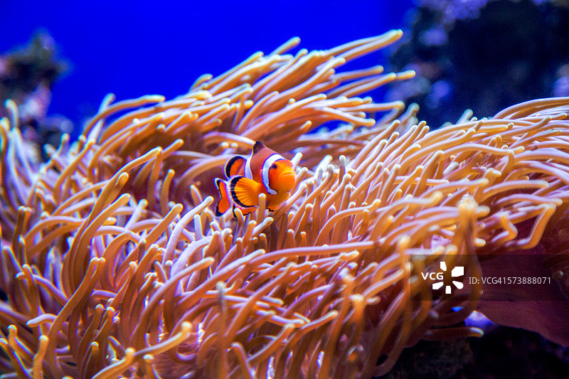 小丑鱼藏在海葵中图片素材