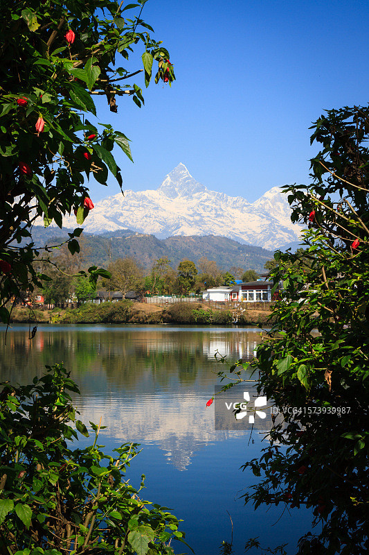 鱼尾峰倒映在博卡拉费瓦湖中图片素材
