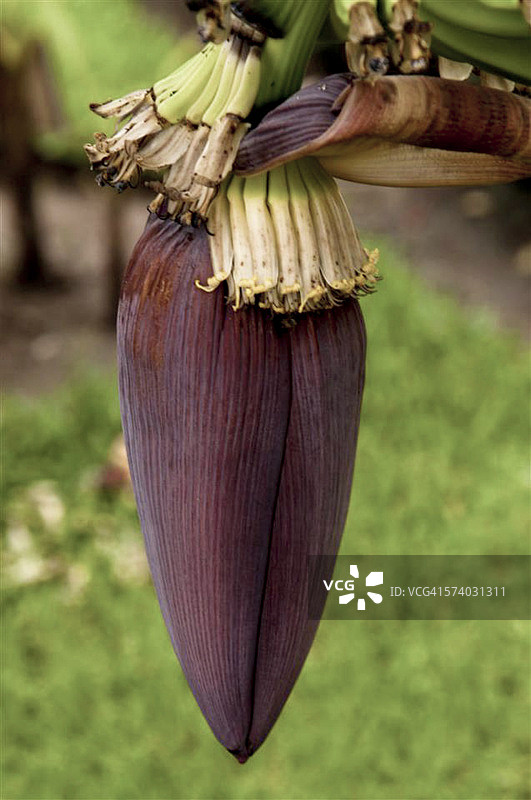 香蕉花图片素材
