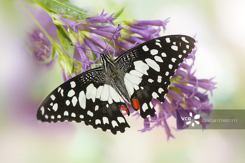 柑橘凤蝶图片素材