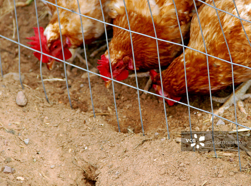 两只母鸡和一只公鸡图片素材