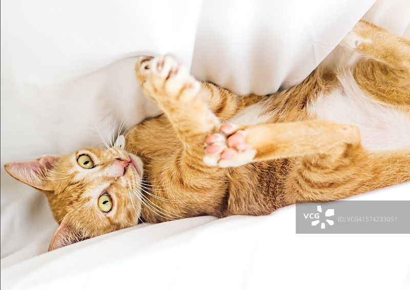 西奥玩耍图片素材