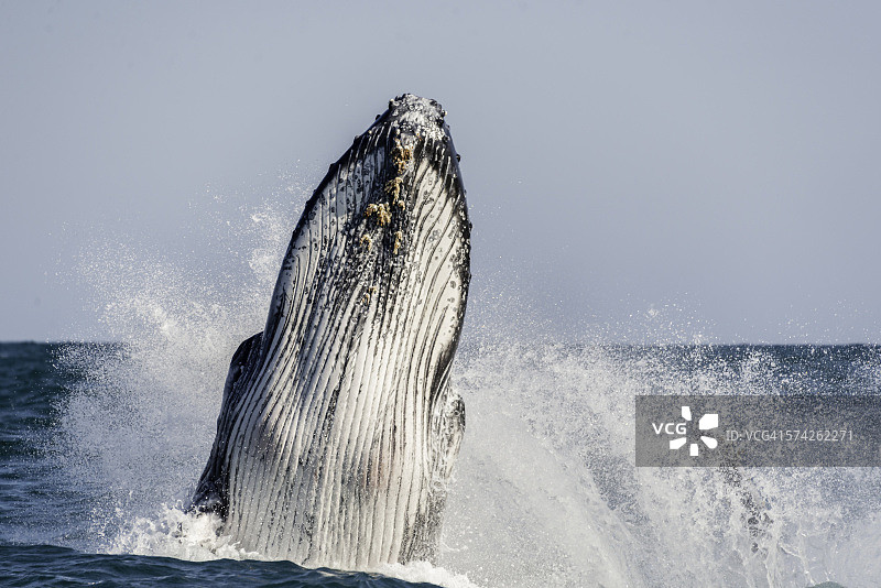 抬起头图片素材